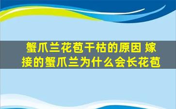 蟹爪兰花苞干枯的原因 嫁接的蟹爪兰为什么会长花苞